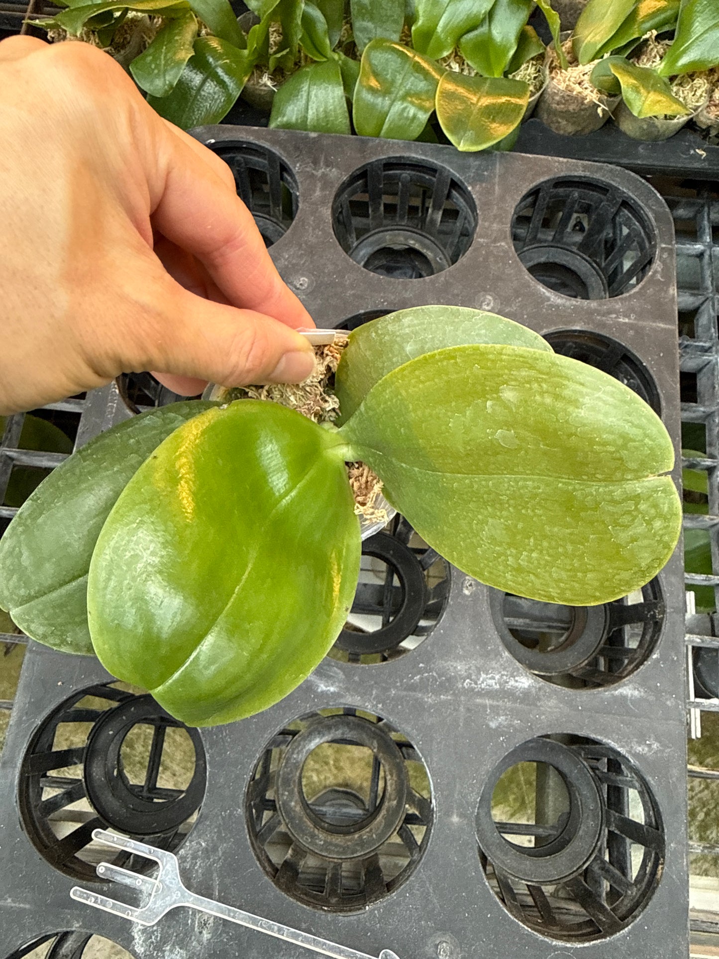 Phalaenopsis bellina x sib