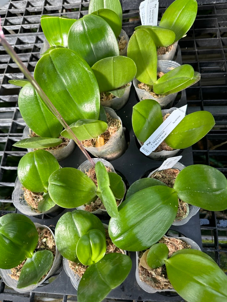 Phalaenopsis (YangYang Hannover x Mituo Sun) seedling