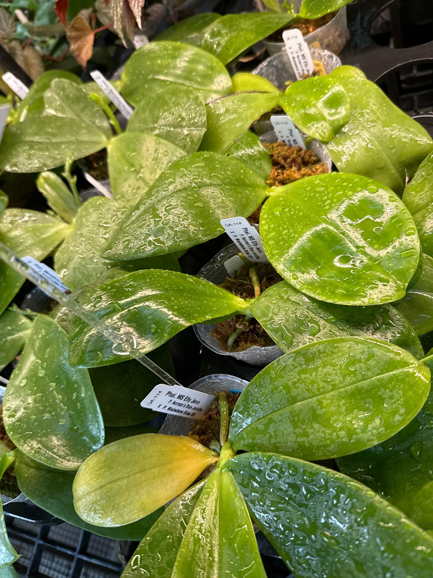 Phalaenopsis MS Elfy Jenn - Seed Grown