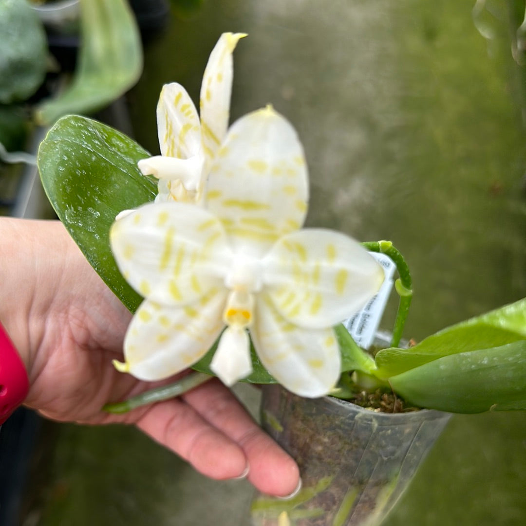 Phalaenopsis Mituo Golden Tiger 'TTT' Flowering