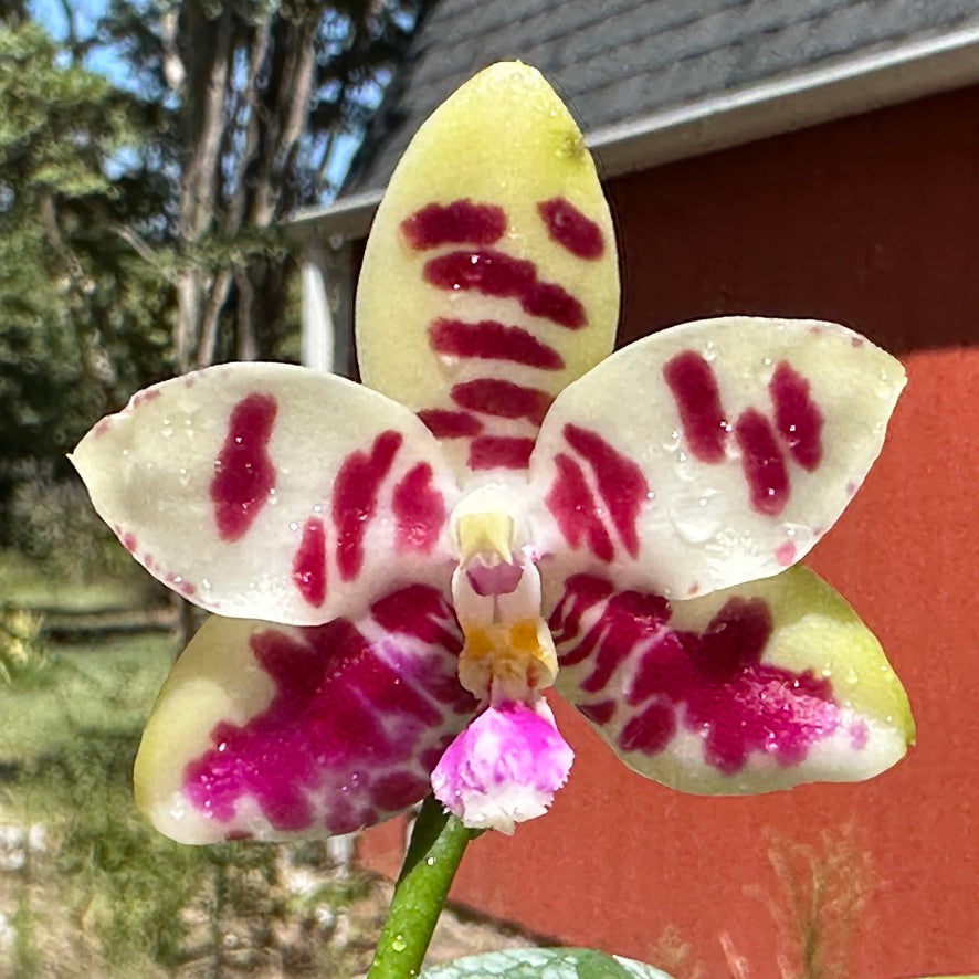 Phalaenopsis YangYang Super Hannover 'Wilson'