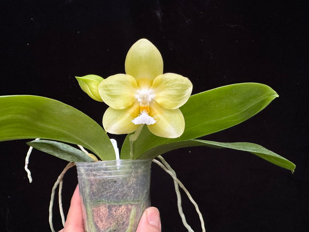 Phalaenopsis Zheng Min Gold 231222 Flowering