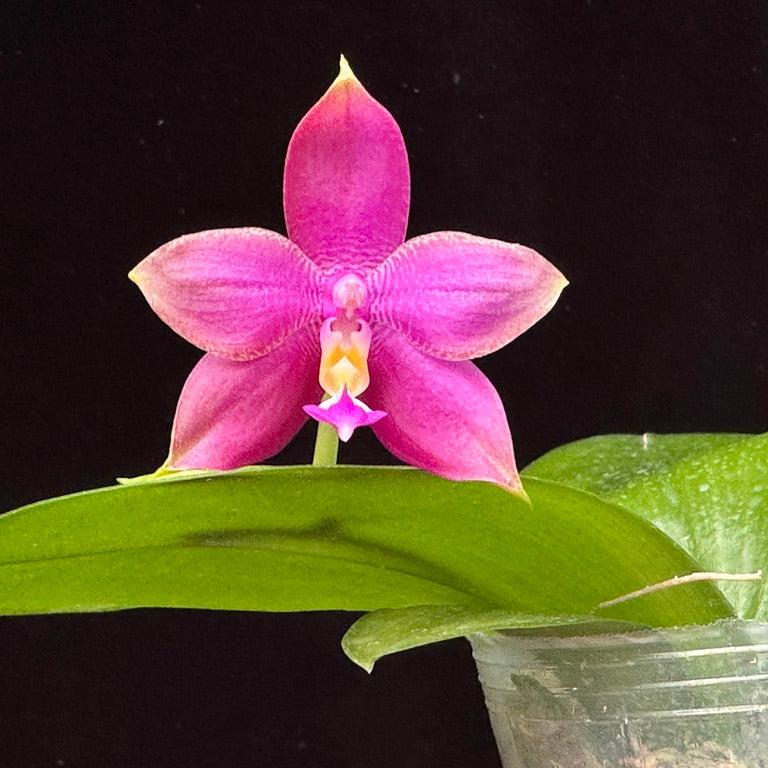 Phalaenopsis Mainshow Blue Tint x Mituo Princess QA-071 Seed Grown