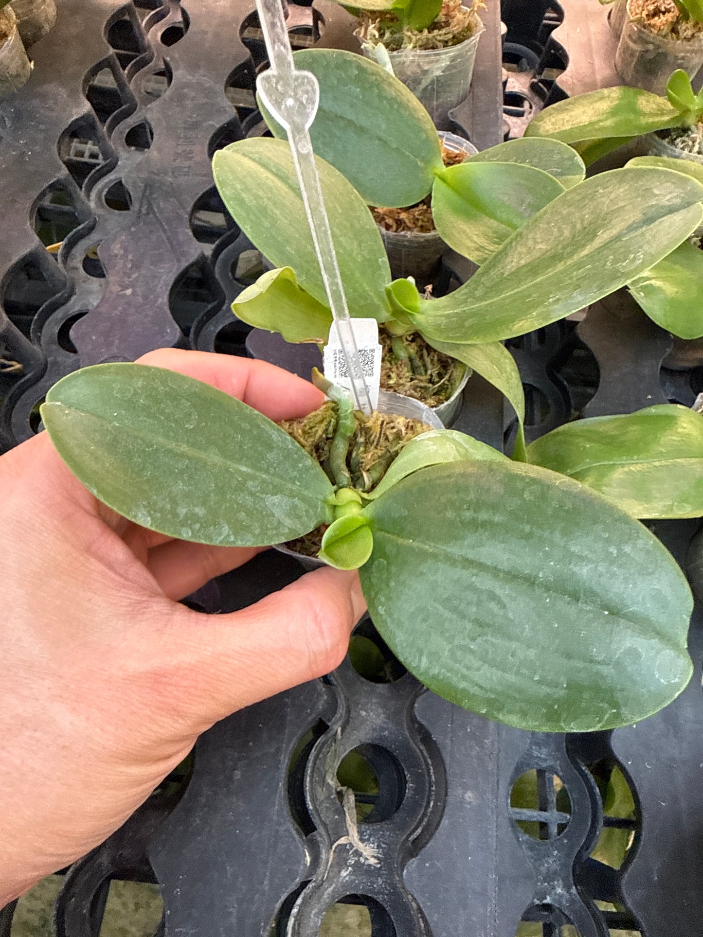 KM3775 Phalaenopsis (LL Black Boa x LL Blue Jaguar) - Seed Grown