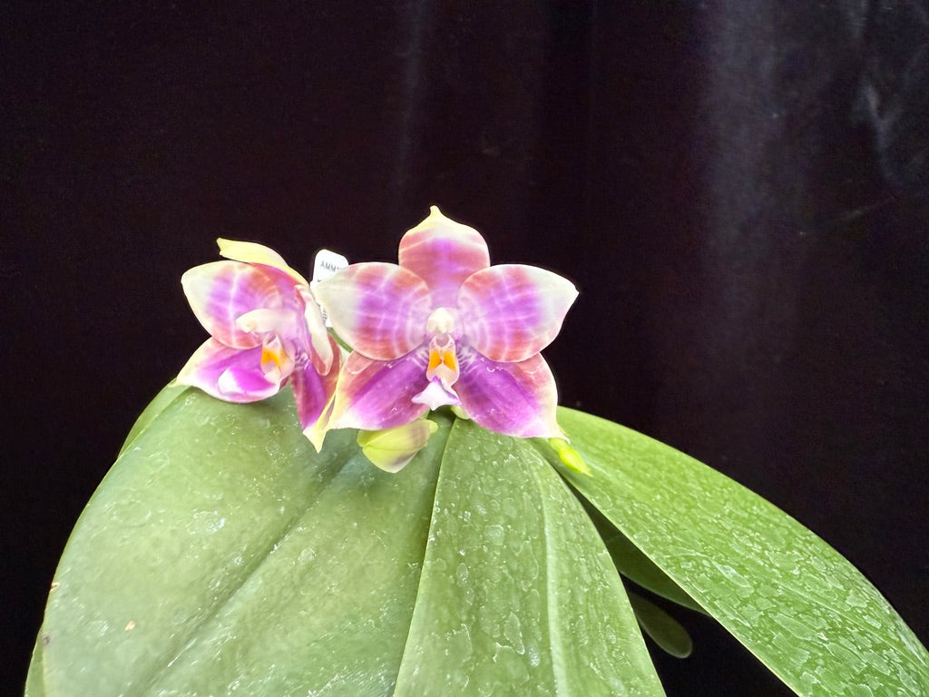 Phalaenopsis Mituo Colorful Gem 250509 Flowering Seed Grown 2 spikes