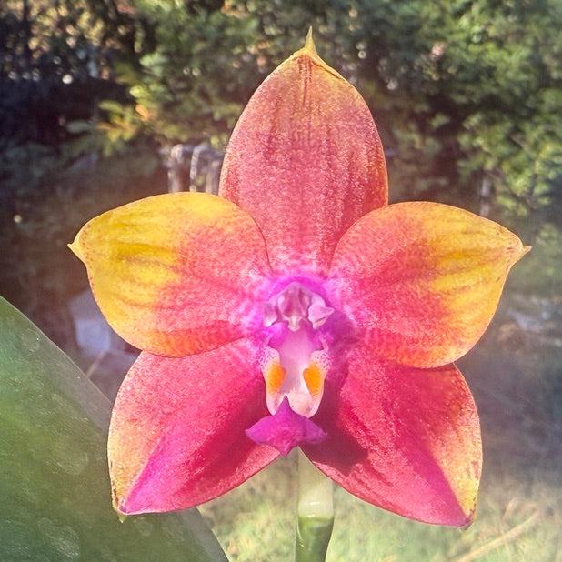 Phalaenopsis  Mituo Obsidian 'Three Headed Dog' 241109 Flowering