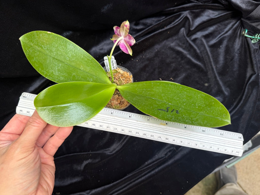 Phalaenopsis Mituo Purple Tiger 'Red Lotus' 250416 Flowering
