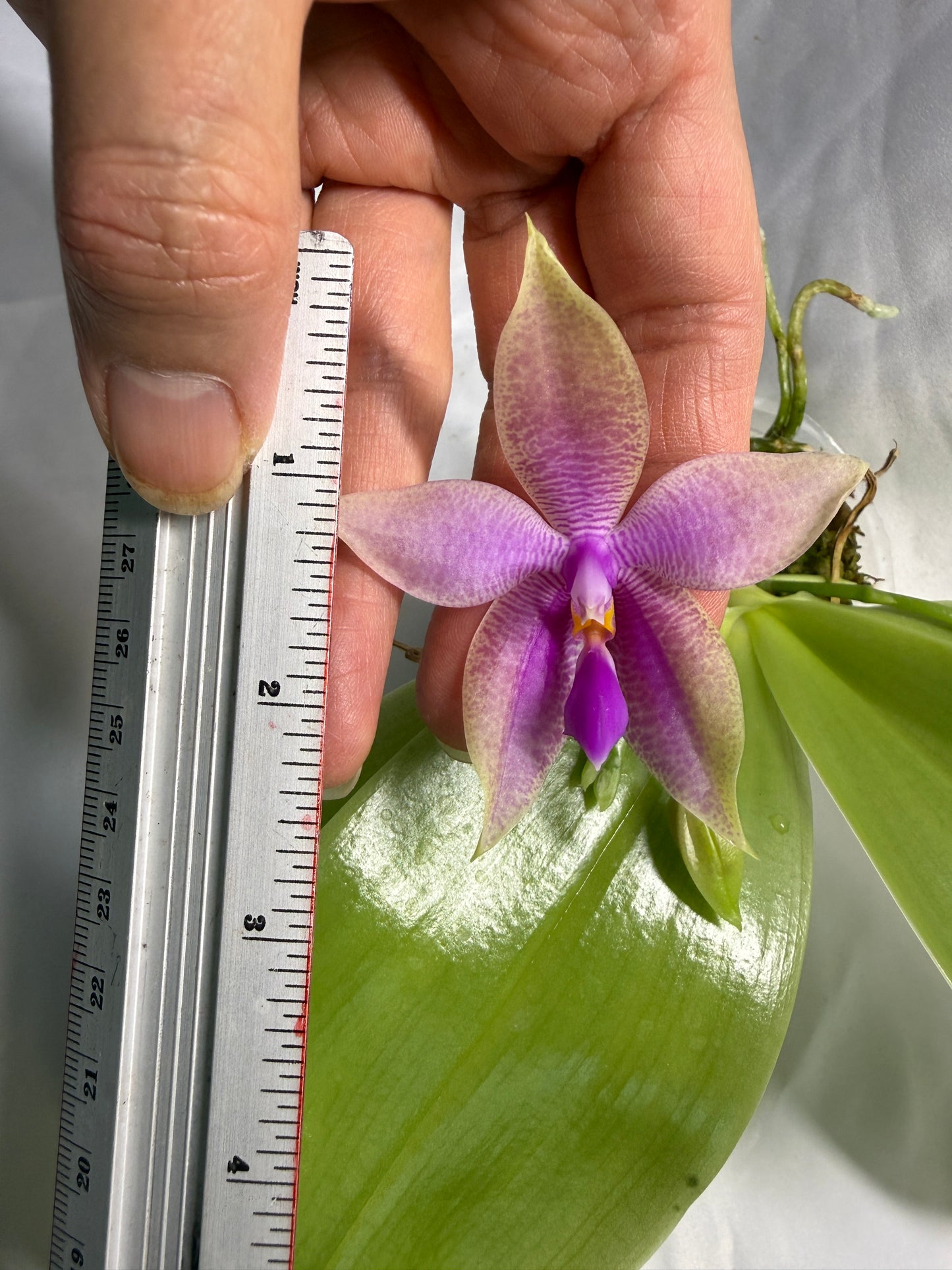 Phalaenopsis Martina Lippold - Seed Grown
