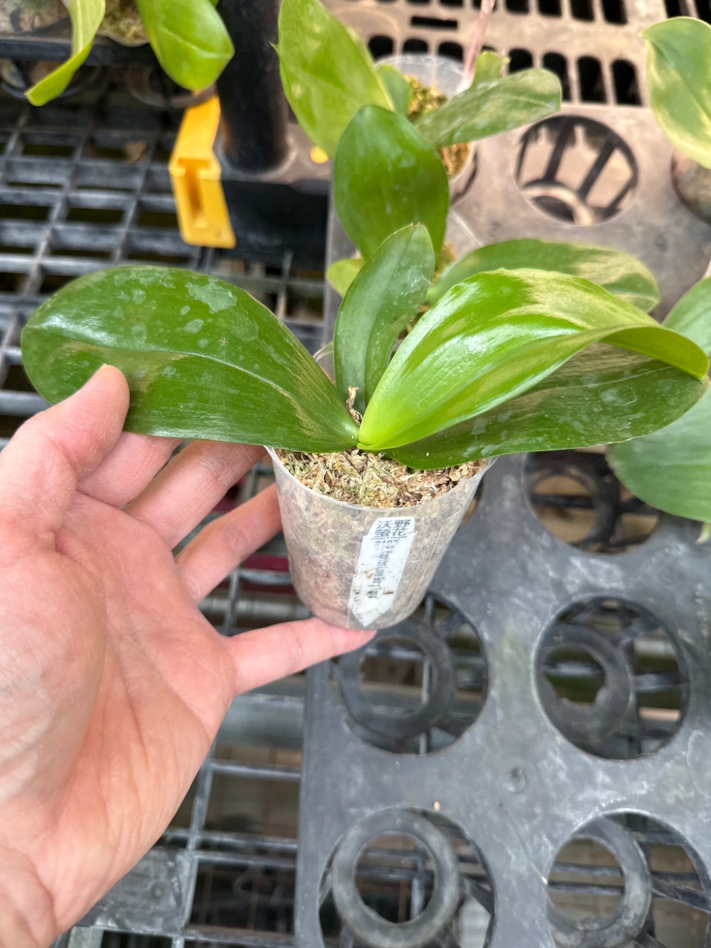 Phalaenopsis Yaphon Love Song 'Freya'