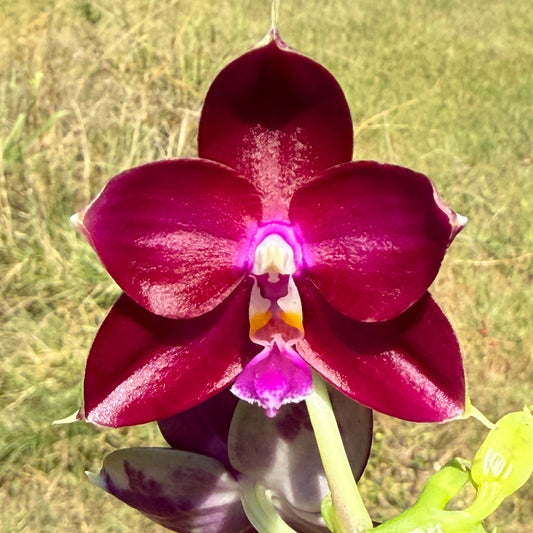 Phalaenopsis Mituo Special Princess x (Fintjie Kunriawati - LD‘s Bear King) 250810-A Flowering