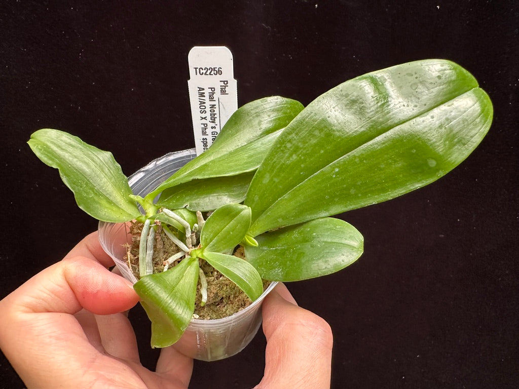 Orchid Compot Phalaenopsis WS Watermark - 3 Seedlings