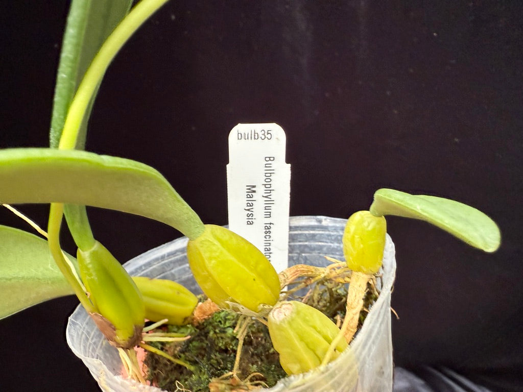 Bulbophyllum fascinator semi-alba