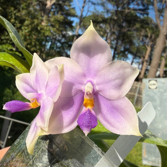 Phalaenopsis SWR GV 'M625' Flowering