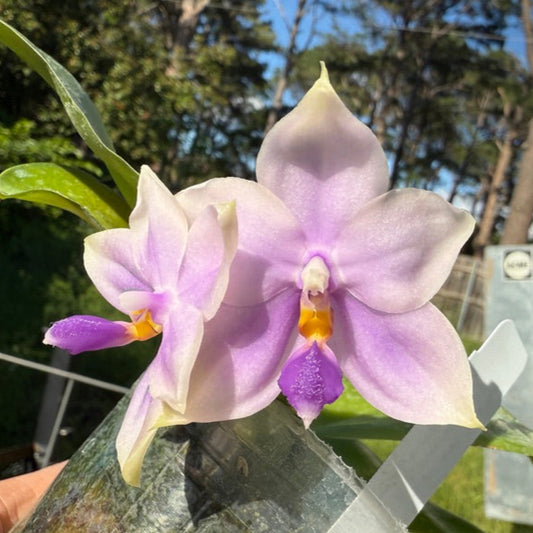 Phalaenopsis Germaine Vincent 'MC' (M625) 250509 Flowering