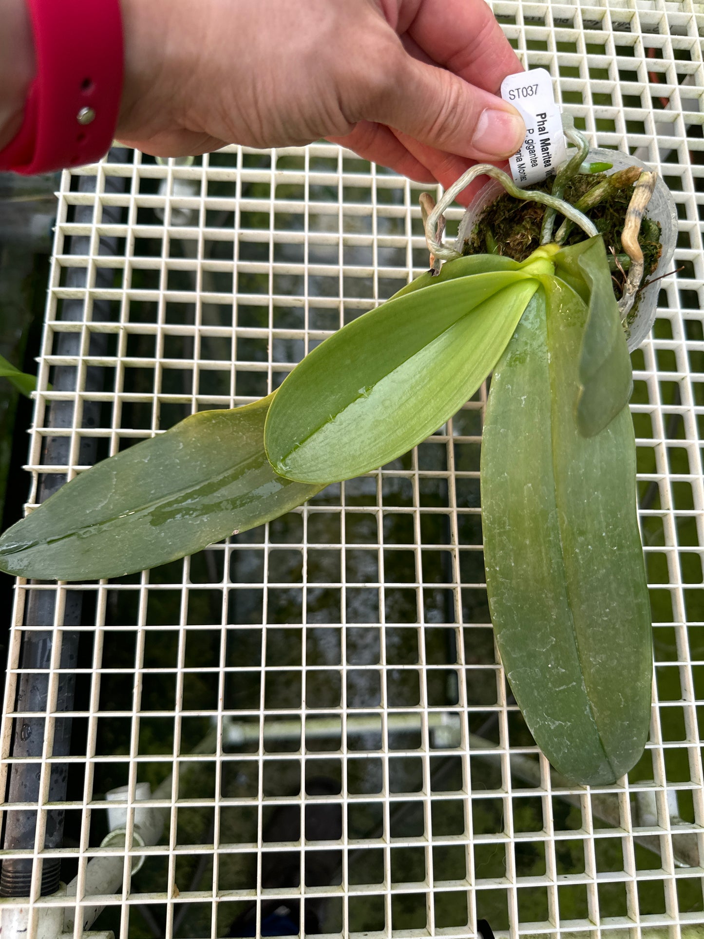 Phalaenopsis Maritea 'Wan Chyan'