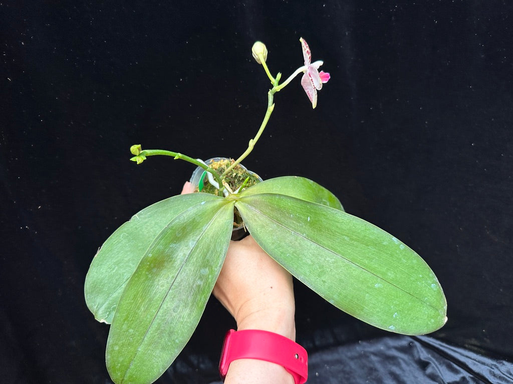 Phalaenopsis Sogo Lobby 240823 Flowering 2 spikes