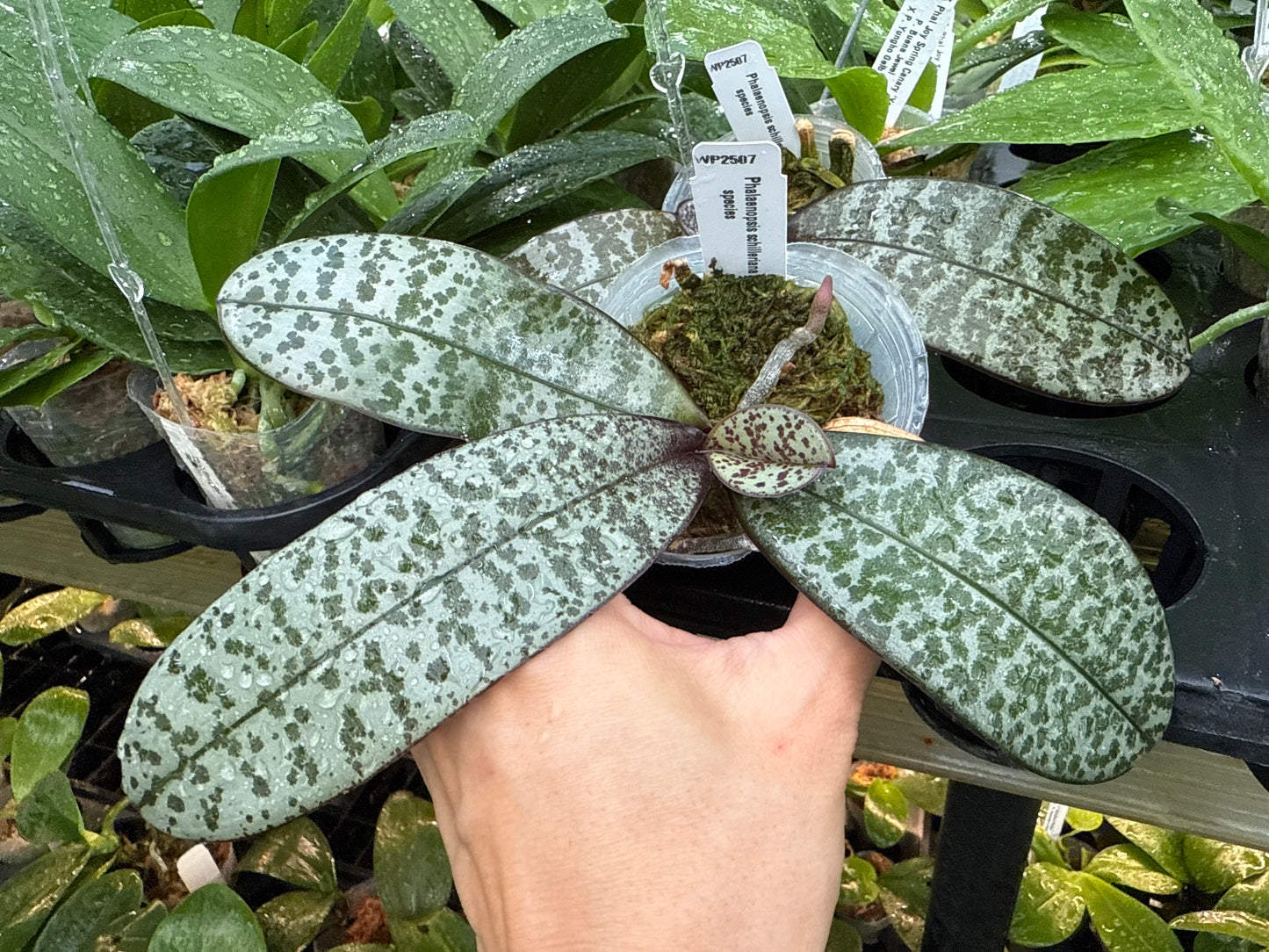 Phalaenopsis schilleriana 'Wilson' Fragrant clone