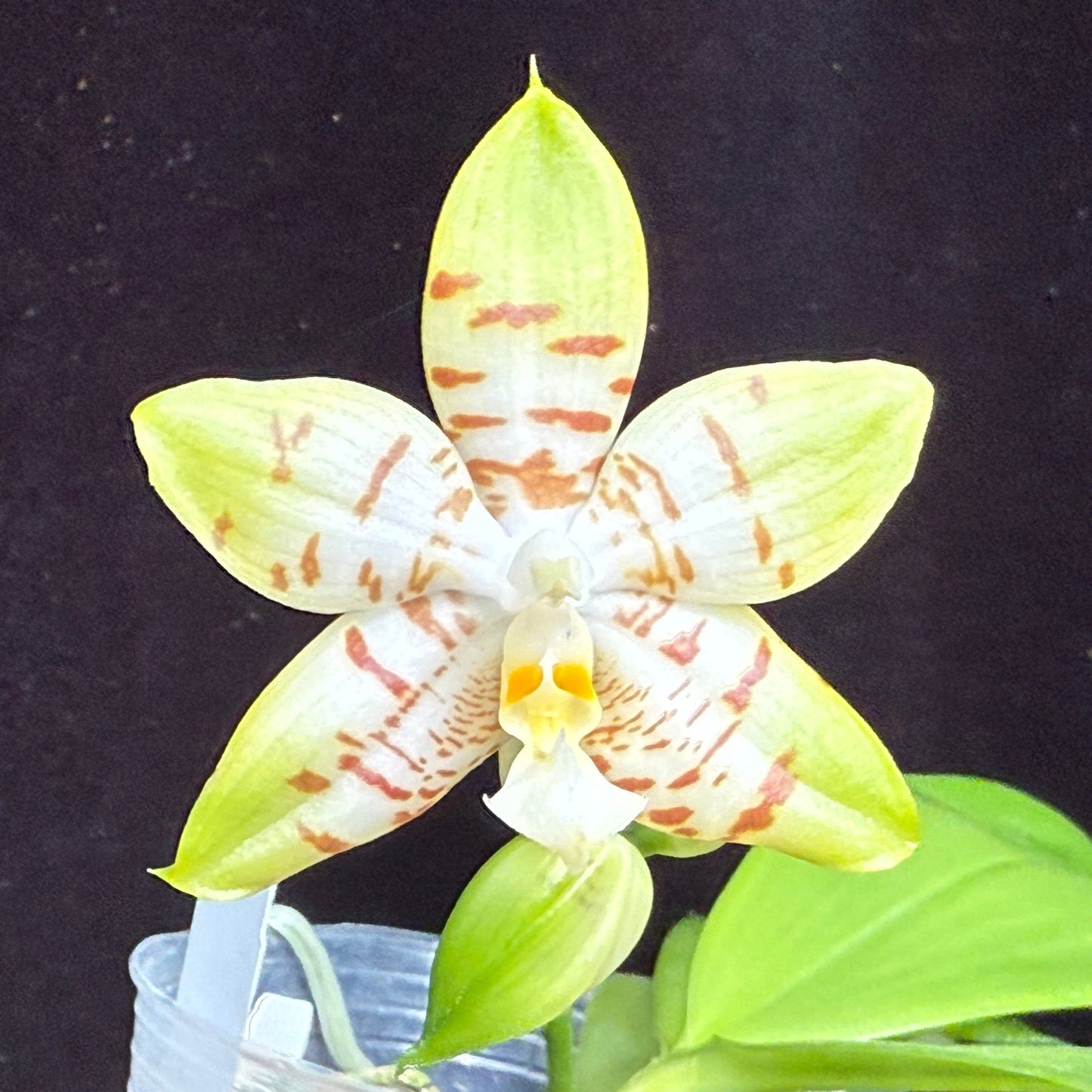 Phalaenopsis Mainshow Happy Bee X Mituo Golden Tiger - Seedlings