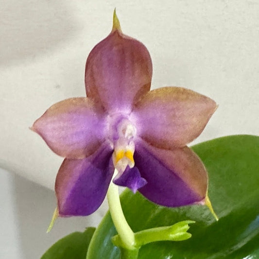 Phalaenopsis Mituo Princess x Mainshow Magic, 240619 Flowering