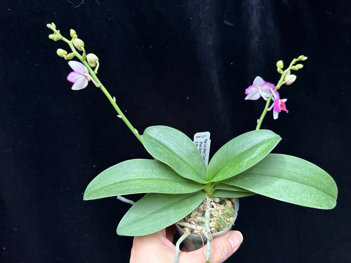 Phalaenopsis Liu's Berry 'Trinity' (Peloric)