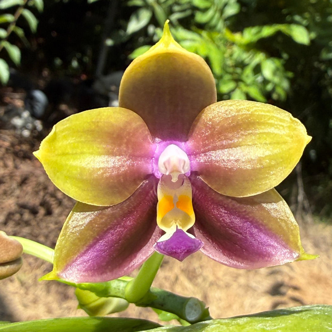 A close-up of a yellow-green and purple orchid flower with a white and yellow center, growing outdoors with green leaves and soil in the background.