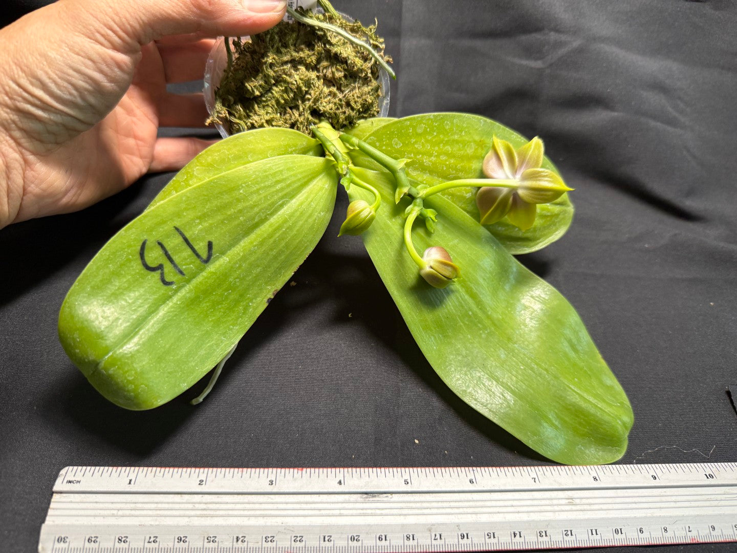 AM713 - Phalaenopsis Mituo Hsien x Mituo Purple Dragon 260713 Seed Grown Flowering