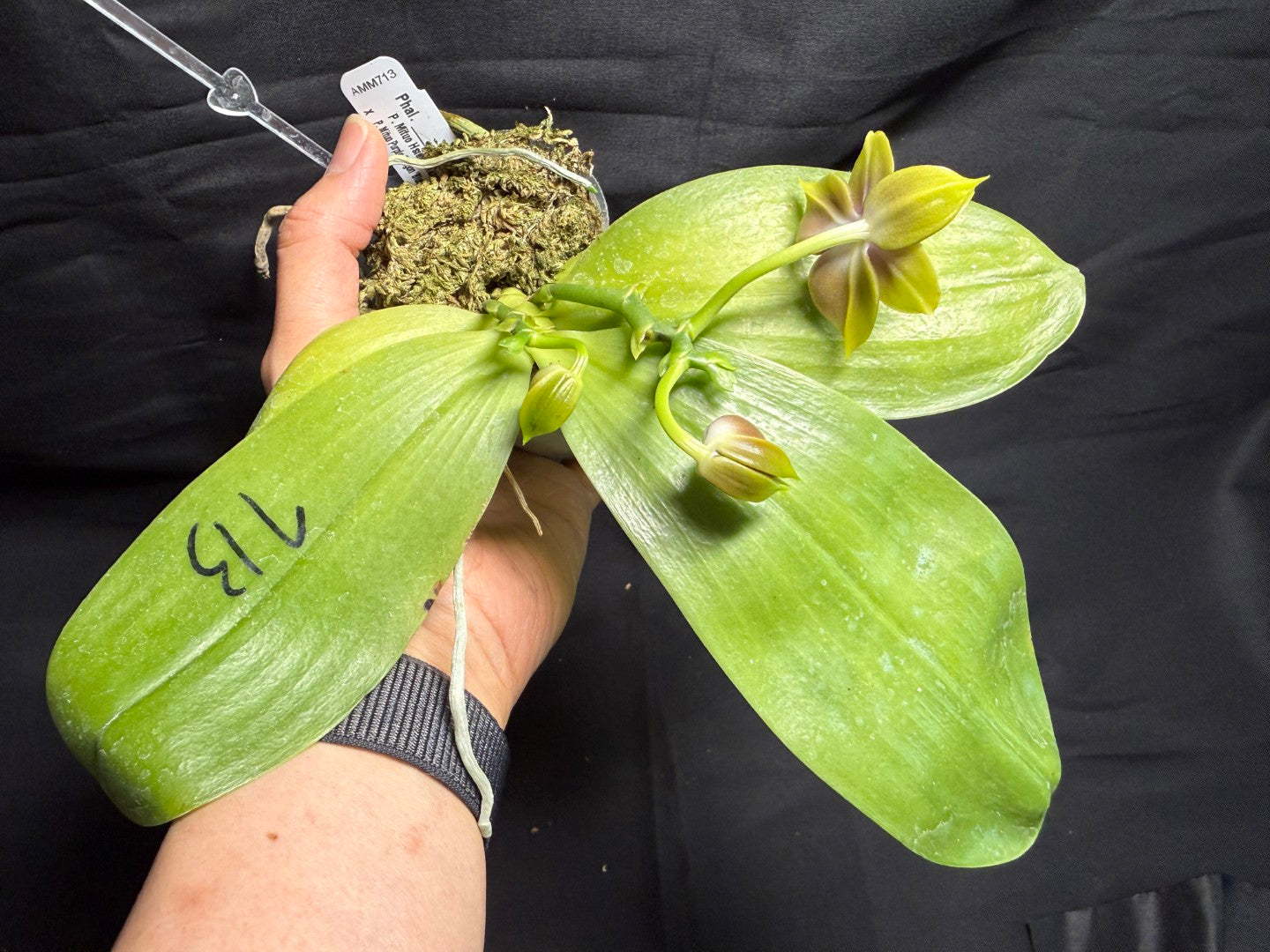 AM713 - Phalaenopsis Mituo Hsien x Mituo Purple Dragon 260713 Seed Grown Flowering