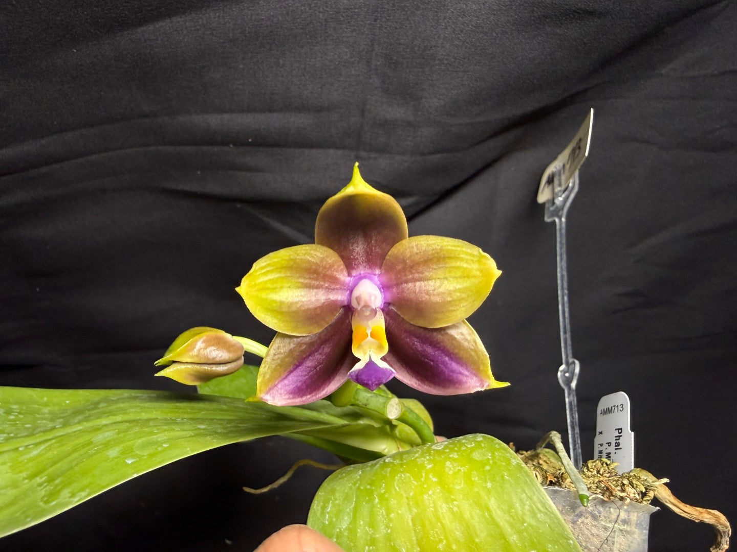 AM713 - Phalaenopsis Mituo Hsien x Mituo Purple Dragon 260713 Seed Grown Flowering