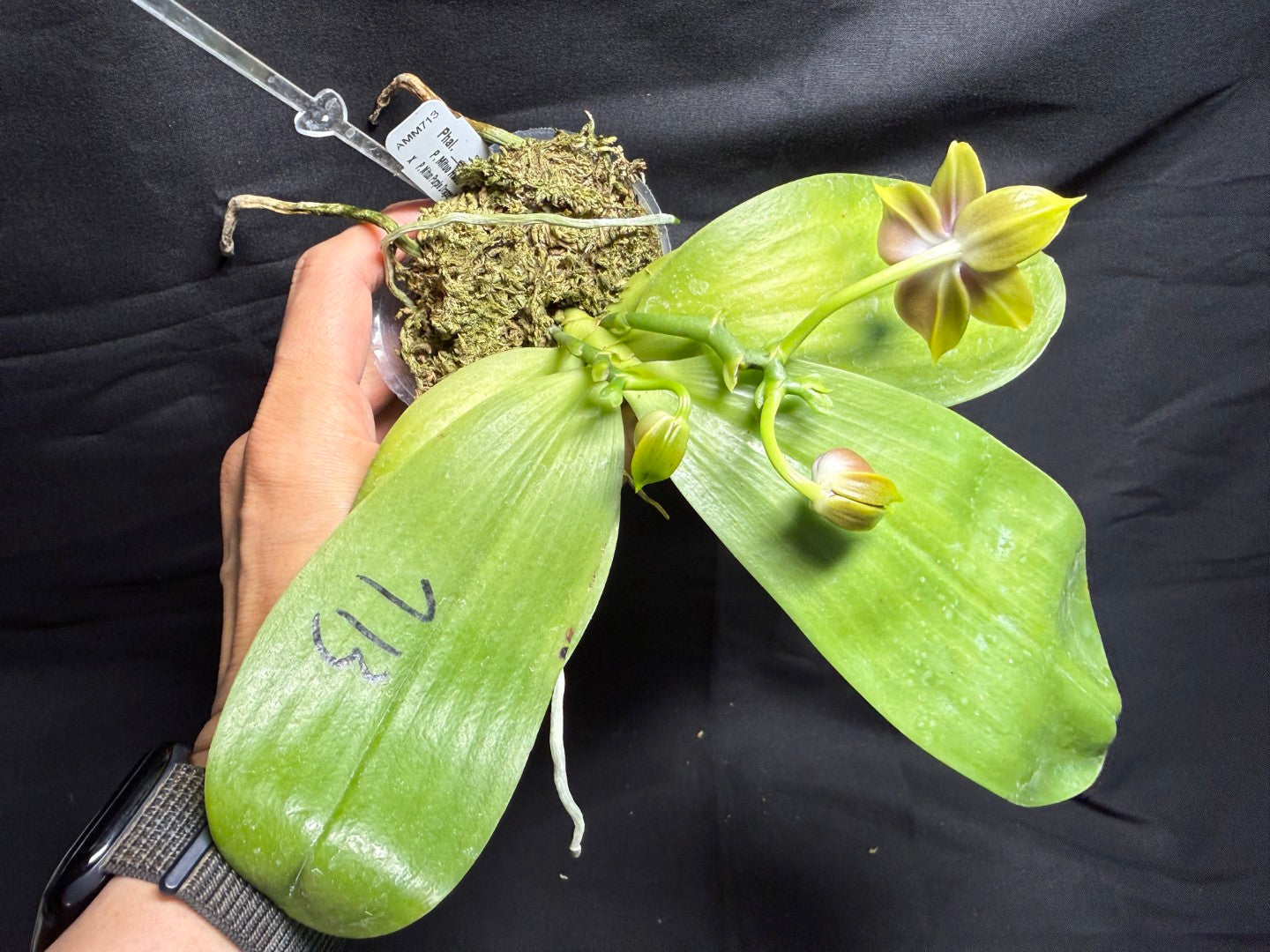 AM713 - Phalaenopsis Mituo Hsien x Mituo Purple Dragon 260713 Seed Grown Flowering