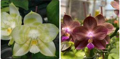 Phalaenopsis Mituo Golden Tiger-Mituo 24 Solar Terms - Seedlings