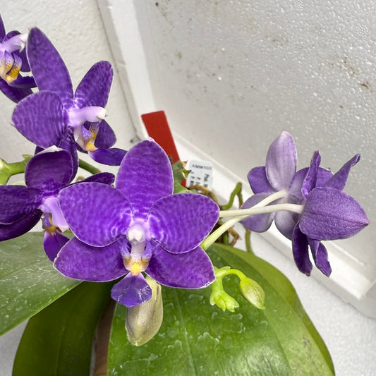 Phalaenopsis Mituo Equalacea 250625 Flowering Indigo - Seed Grown