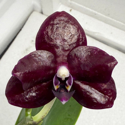 Phalaenopsis Mituo Bentley 250823 Flowering