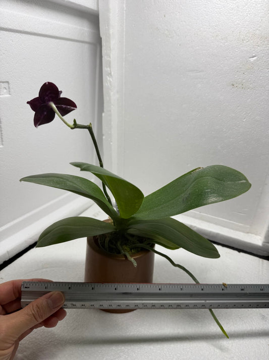 Phalaenopsis Mituo Bentley 250823 Flowering