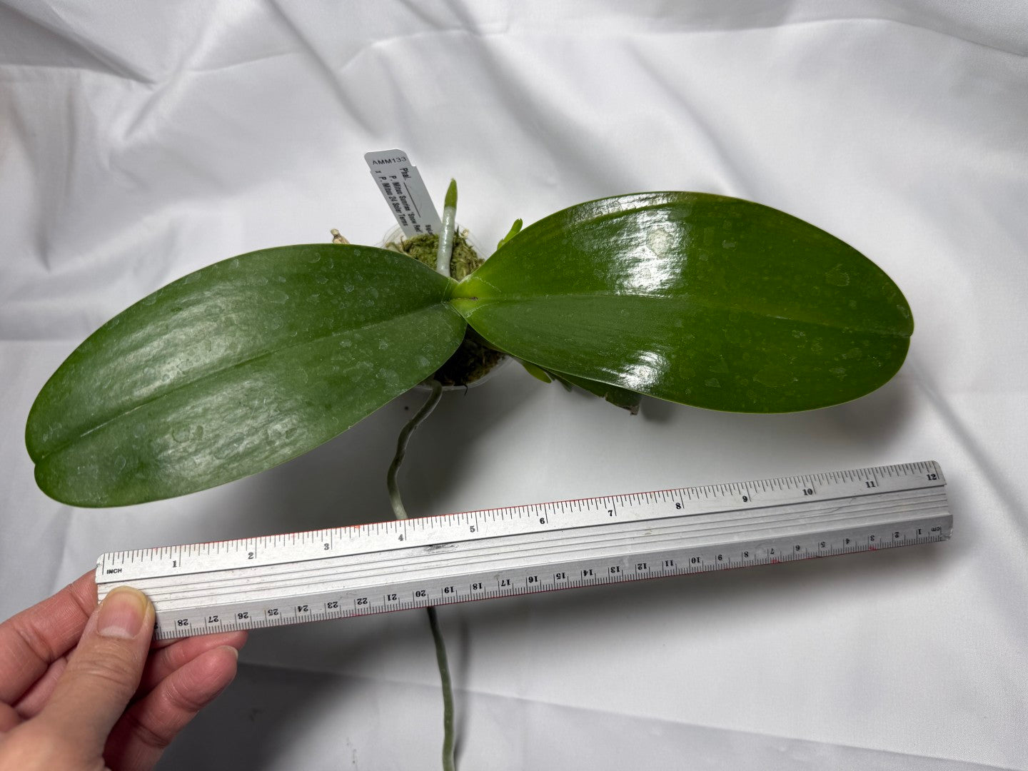 Phalaenopsis Mituo Bentley - seed grown 251118 in spike