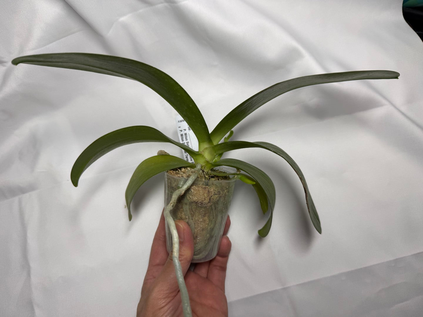 Phalaenopsis Mituo Bentley - seed grown 251118 in spike