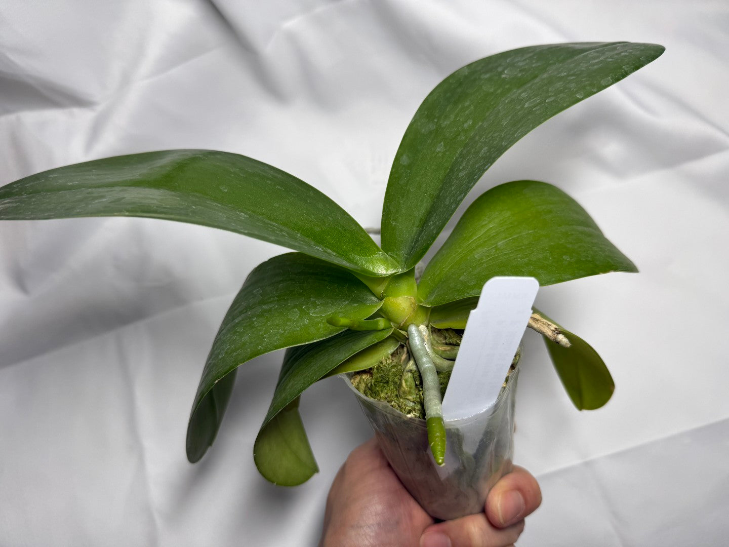 Phalaenopsis Mituo Bentley - seed grown 251118 in spike