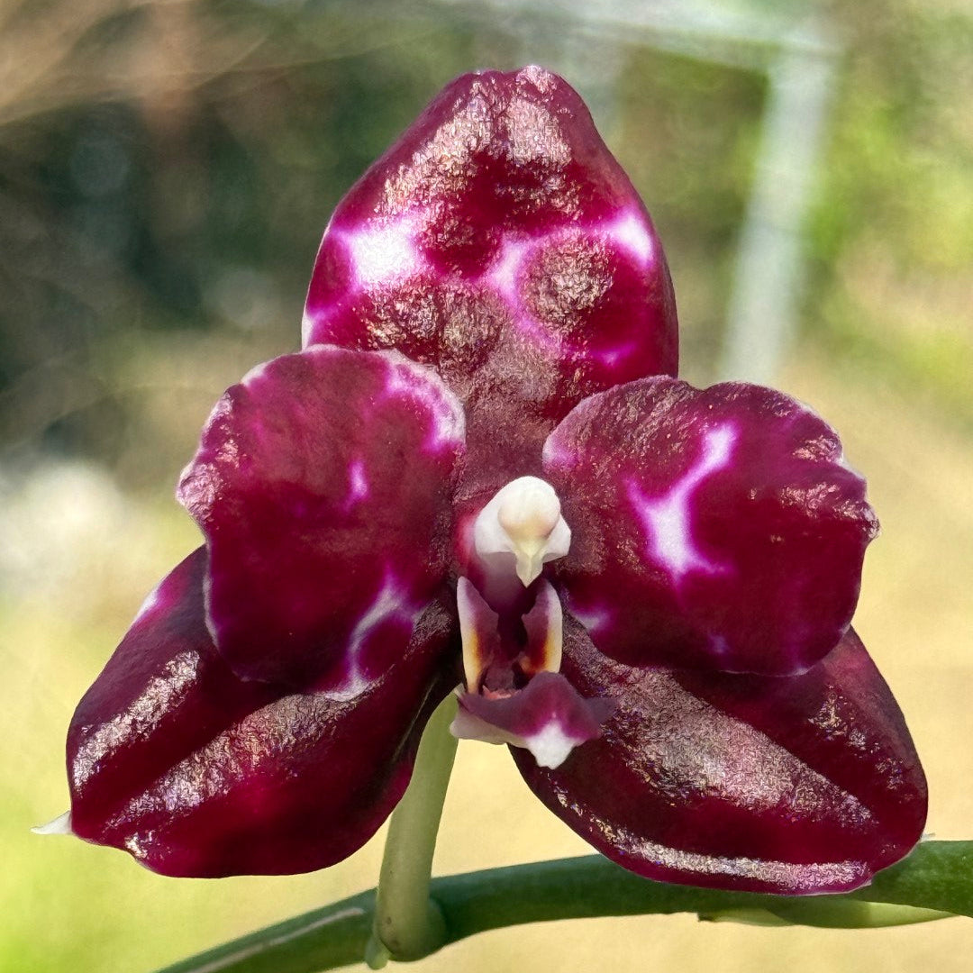 Phalaenopsis Mituo Bentley 260311 Flowering 2 spikes