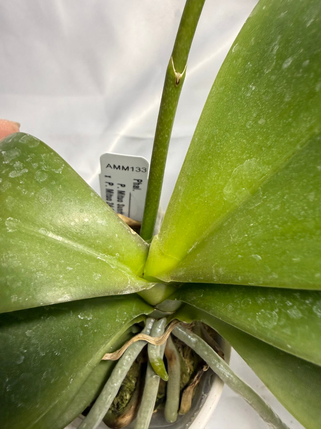 Phalaenopsis Mituo Bentley 260311 Flowering 2 spikes