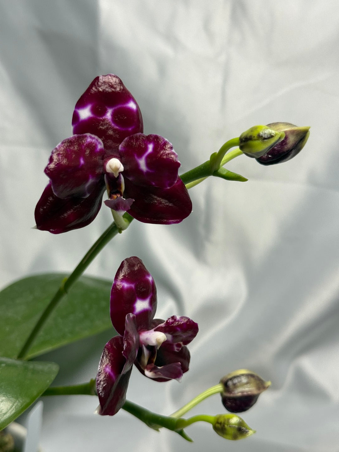 Phalaenopsis Mituo Bentley 260311 Flowering 2 spikes