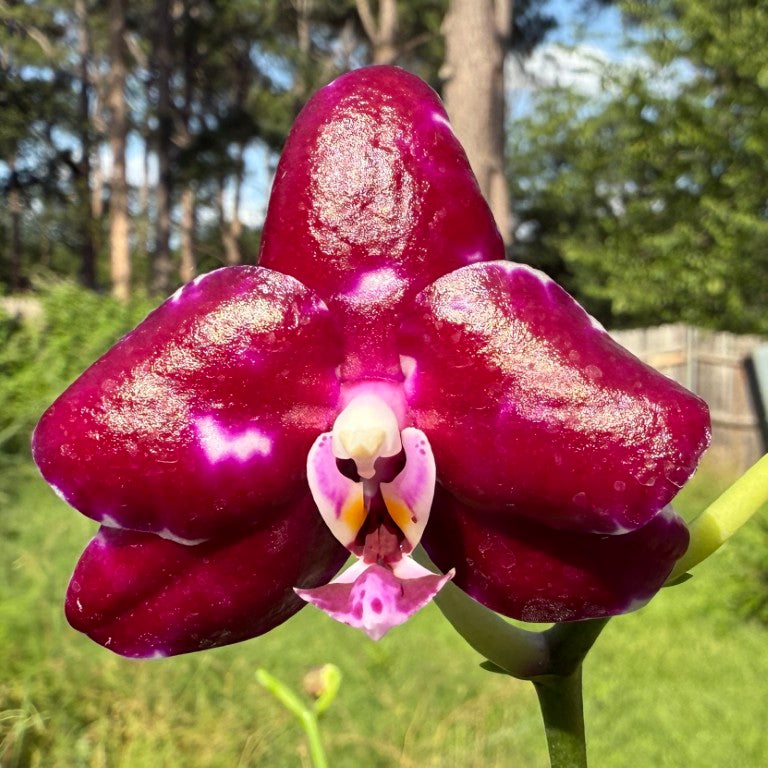 Phalaenopsis Mituo Bentley - seed grown