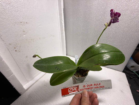 Phalaenopsis (Mituo Sunrise X Mituo 24 Solar Terms) 250620 Flowering 2 spikes