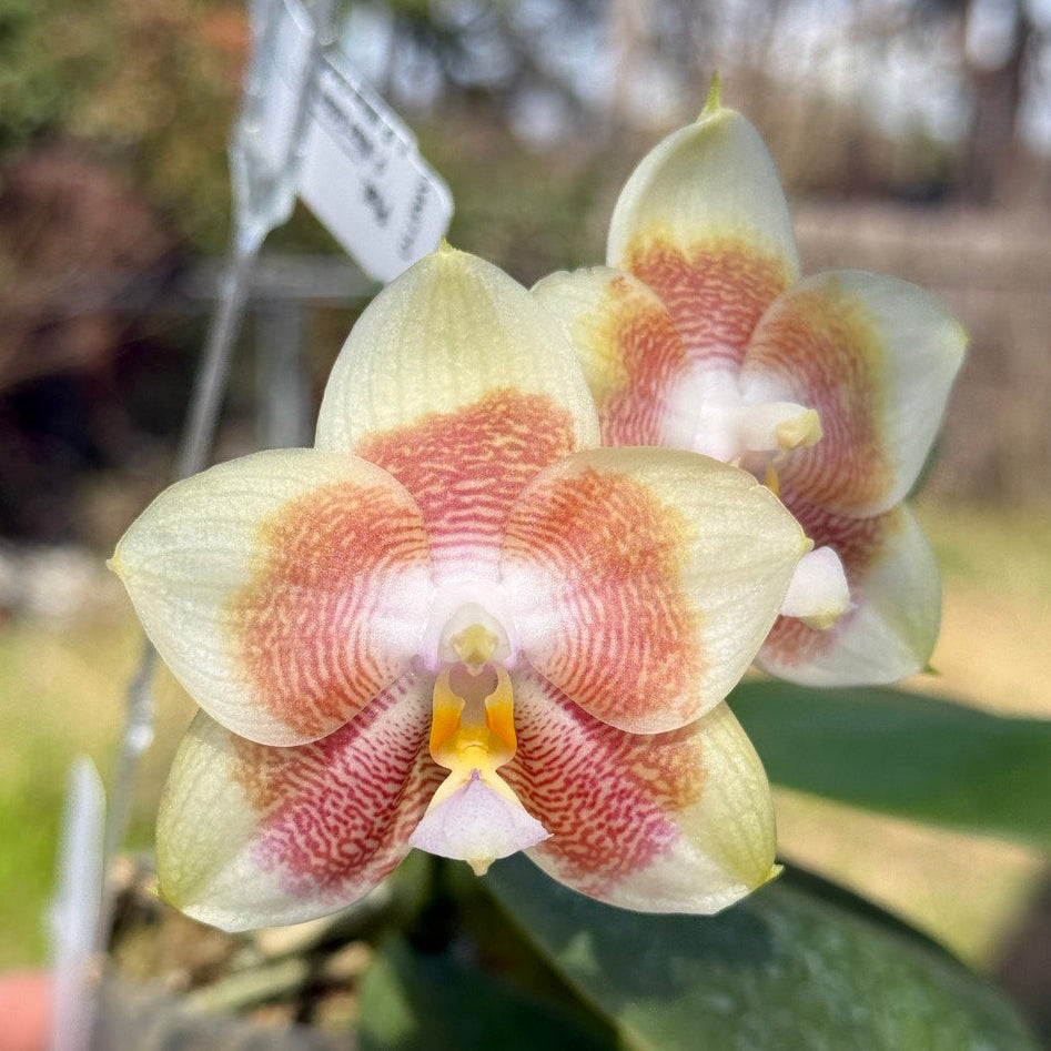 Phalaenopsis Mituo Purple Canary 260311 Flowering