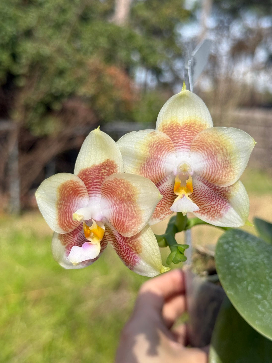 Phalaenopsis Mituo Purple Canary 260311 Flowering