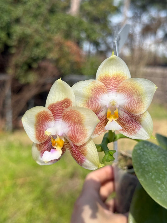 Phalaenopsis Mituo Purple Canary 260311 Flowering