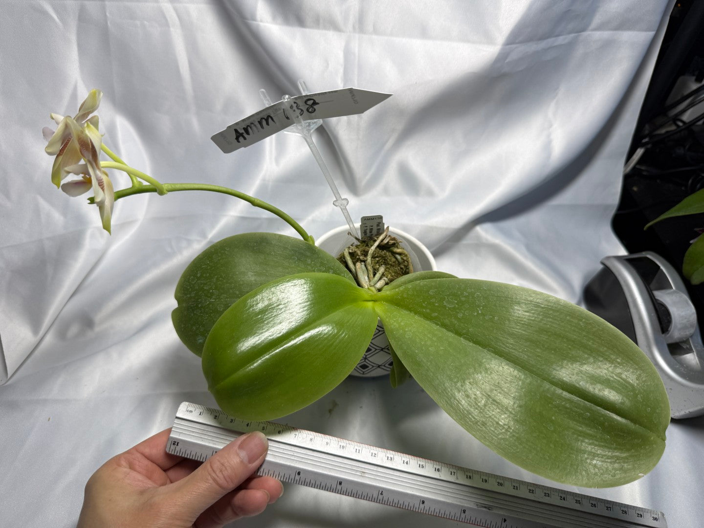 Phalaenopsis Mituo Purple Canary 260311 Flowering