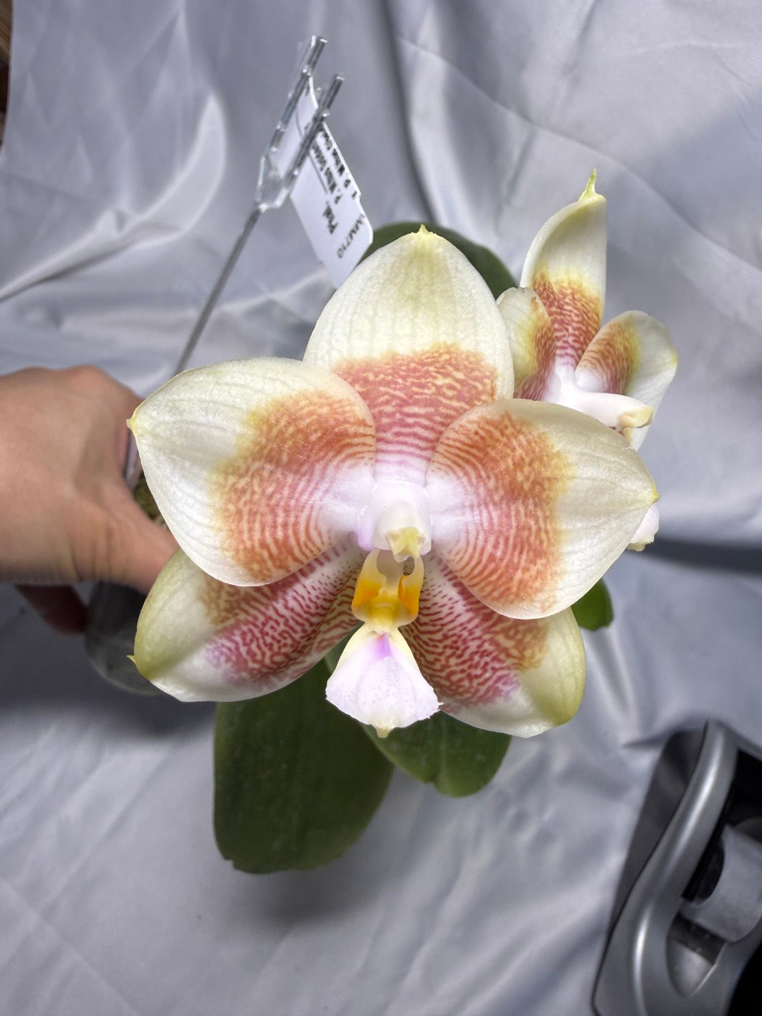 Phalaenopsis Mituo Purple Canary 260311 Flowering