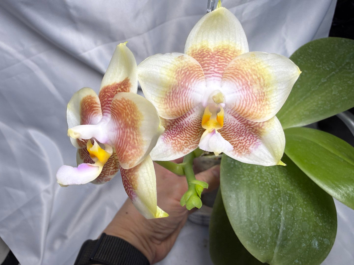 Phalaenopsis Mituo Purple Canary 260311 Flowering