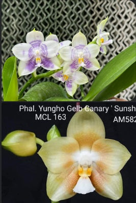 Phalaenopsis Mituo Purple Canary - seed grown