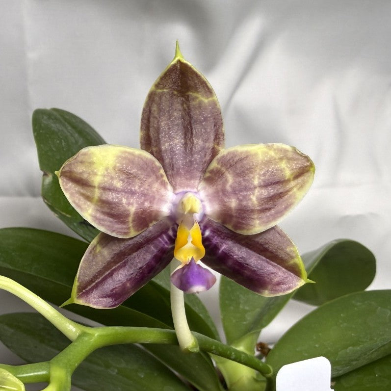 Phalaenopsis Mituo Blue Cat - Seed Grown