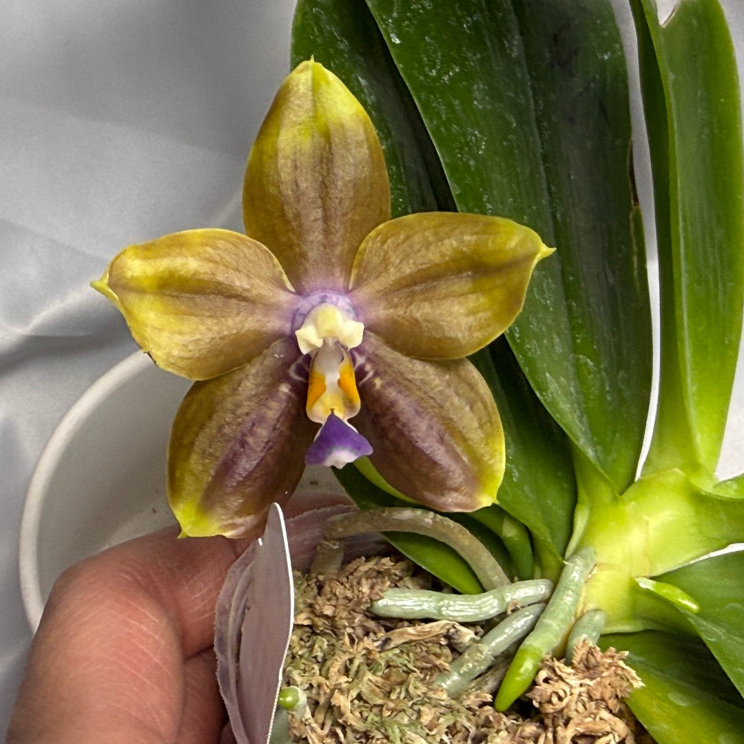 Phalaenopsis Mituo Blue Cat 260310 Flowering
